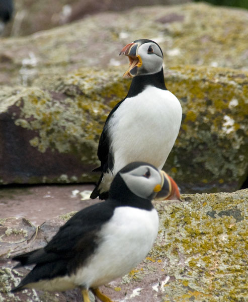 Atlantic Puffin - Alcidae Fratercula arctica