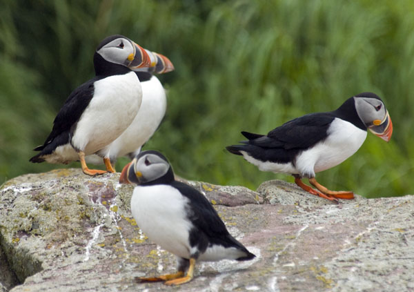 Atlantic Puffin - Alcidae Fratercula arctica