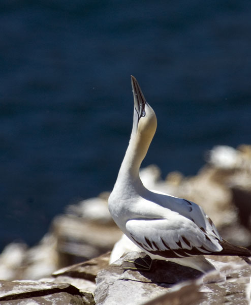 Northern Gannet - Sulidae Morus bassanus