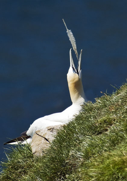 Northern Gannet - Sulidae Morus bassanus