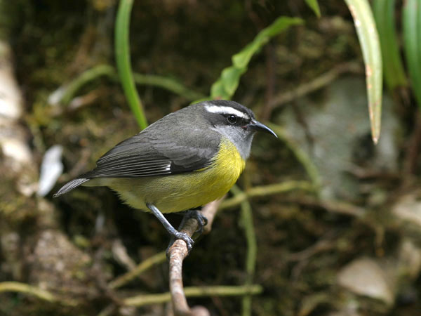 Bananaquit - Coerebidae Coereba flaveola