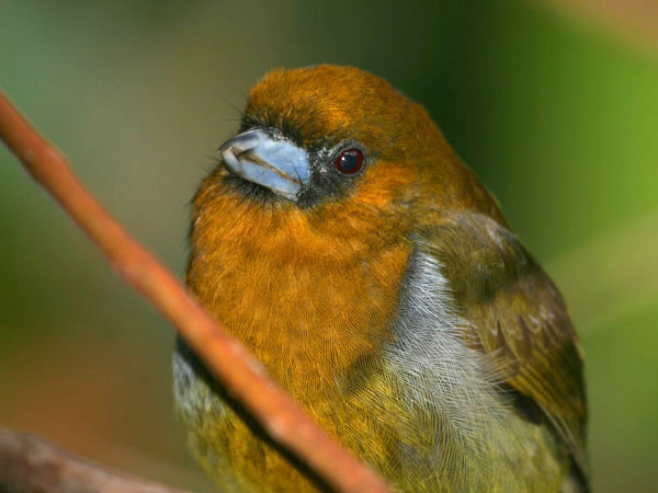 Prong Billed Barbet - Capitonidae Semnornis frantzii