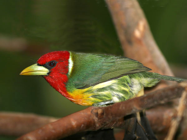 Red Headed Barbet - Capitonidae Eubucco bourcierii