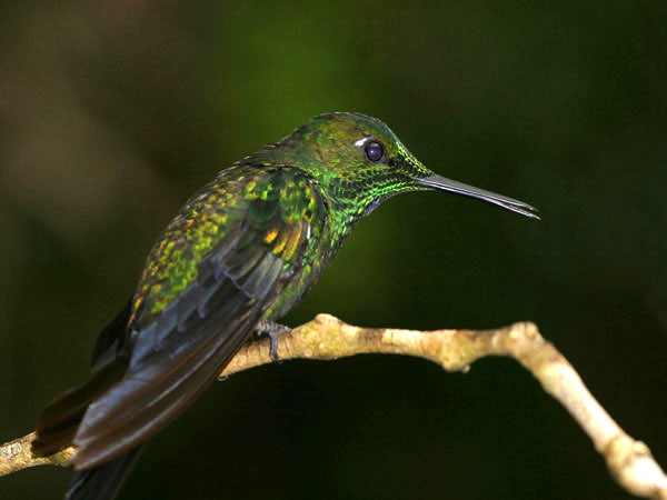 Green Crowned Brilliant - Trochilidae Heliodoxa jacula