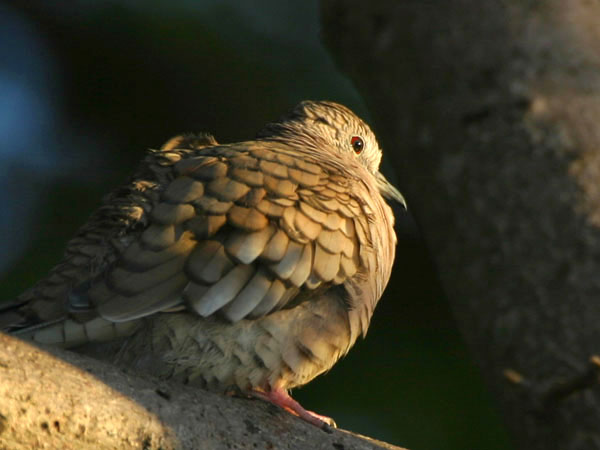 Inca Dove - Columbidae Columbina inca