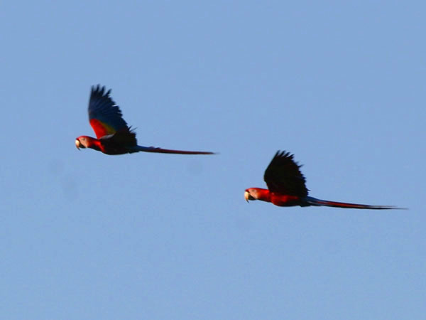 Scarlet Macaw - Psittacidae Ara macao