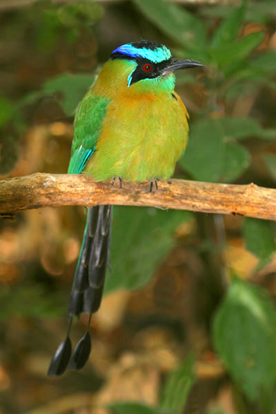 Blue Crowned Motmot - Momotidae Momotus momota