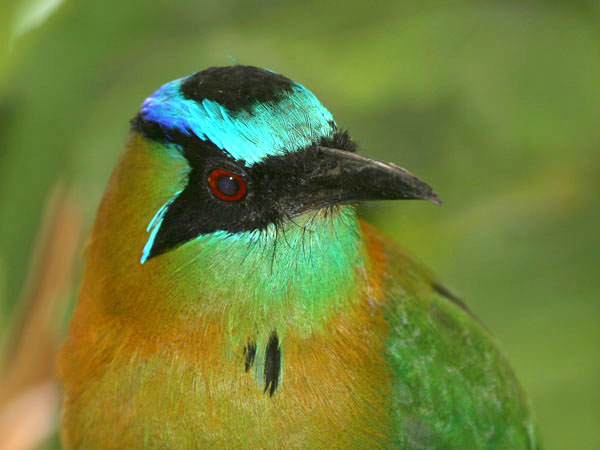 Blue Crowned Motmot - Momotidae Momotus momota