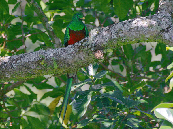 Resplendant Quetzal - Trogonidae Pharomachrus mocinno