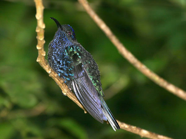 Violet Sabrewing - Trochilidae Campylopterus hemileucur