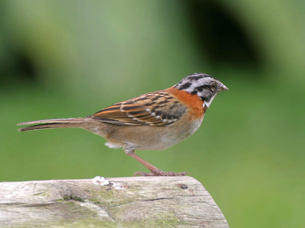 Rufous Collared Sparrow - Fringillidae Zonotrichia capensis