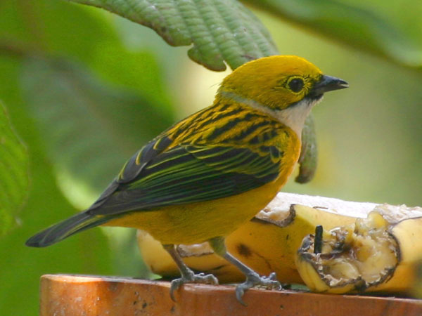 Silver Throated Tanager - Thraupidae Tangara icterocephala