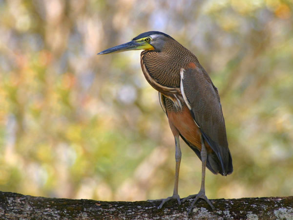 Bare Throated Tiger Heron - Ardeidae Tigrisoma mexicanum