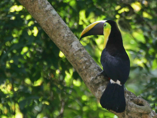 Chestnut Mandibled Toucan - Ramphastidae Ramphastos swainsonii