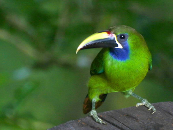 Blue Throated Toucanet - Ramphastidae Aulacorrhynchus prasinus