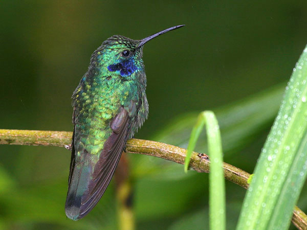 Green Violet Ear - Trochilidae Colibri thalassinus