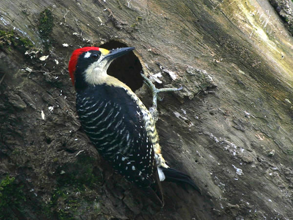 Black Cheeked Woodpecker - Picidae Melanerpes pucherani