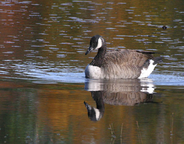 Canada Goose - Anatidae Branta Canadensis