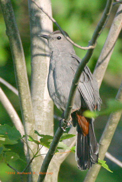 Catbird - Mimidae Dumetella carolinensis