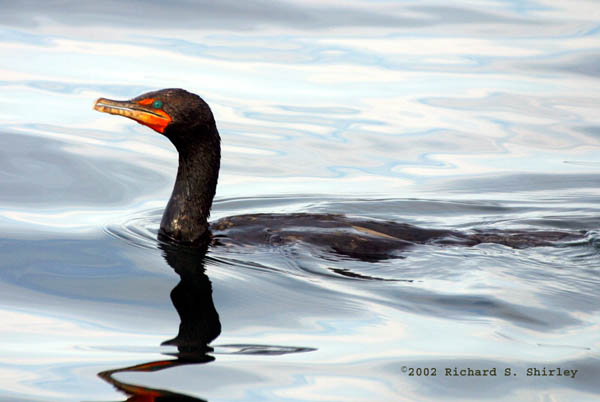 Double Crested Cormorant - Phalacrocorarcidae Phalacrocorax auritus