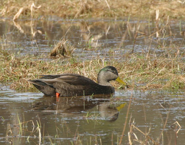 Black Duck - Anatidae Anas rubripes