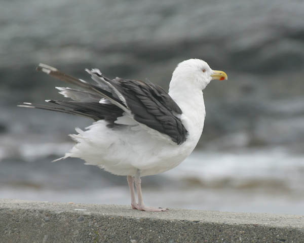 Greater Black Backed Gull - Laridae Larus marinus