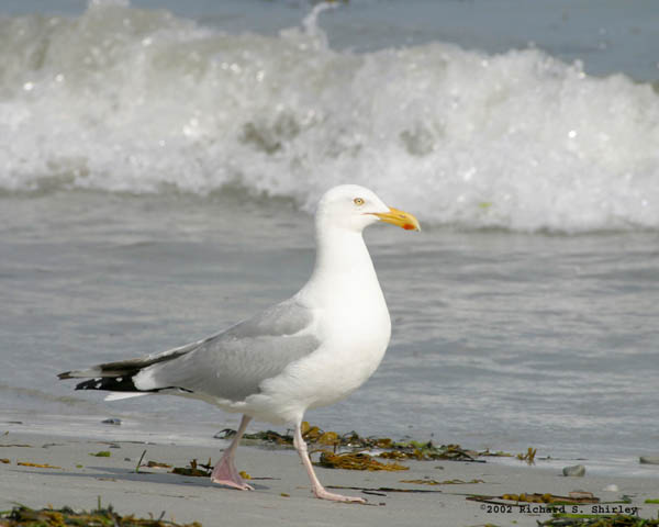 Herring Gull - Laridae Larus argentatus