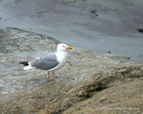 Herring Gull - Laridae Larus argentatus