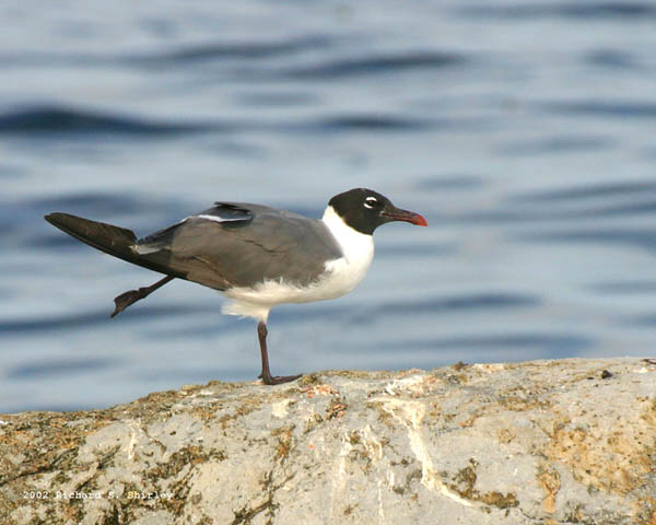 Laughing Gull - Laridae Larus atricilla