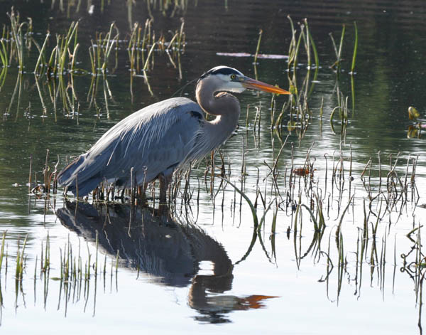 Great Blue Heron - Ardeidae Ardea herodius