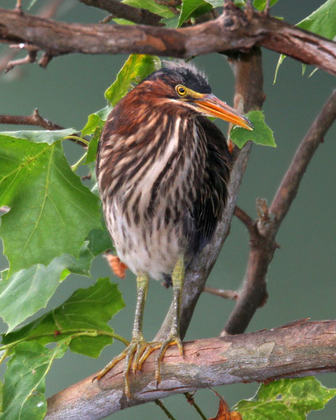 Green Heron - Ardeidae Butorides violacea