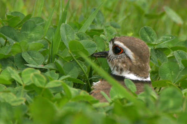 Killdeer - Charadriidae Charadrius vociferus