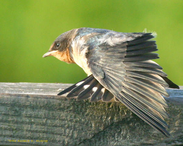 Barn Swallow - Hirundinidae Hirundo rustica