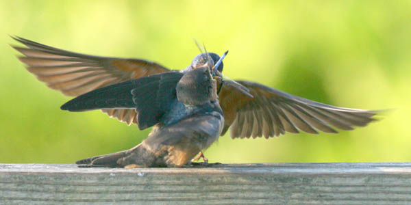 Barn Swallow - Hirundinidae Hirundo rustica