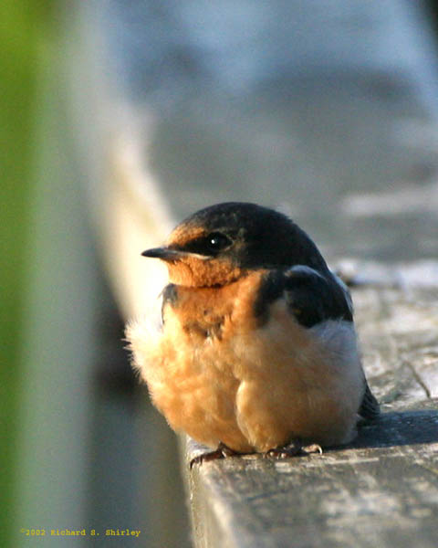 Barn Swallow - Hirundinidae Hirundo rustica