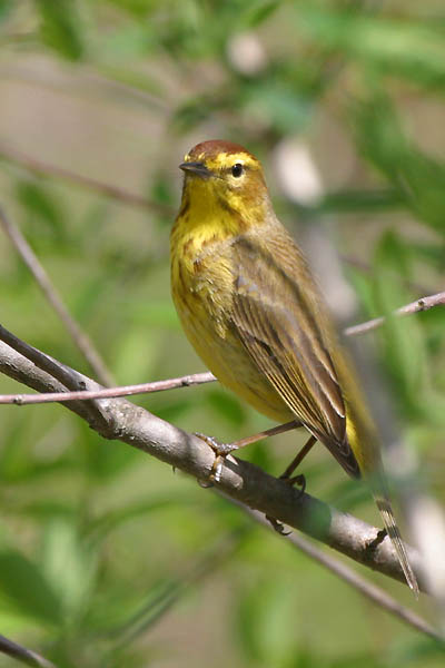 Palm Warbler - Parulidae Dendroica palmarum