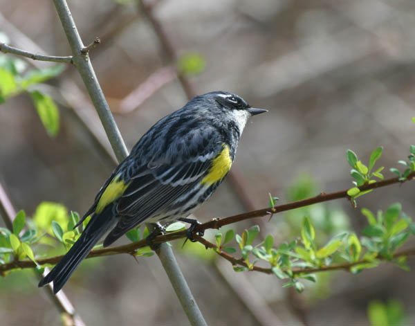 Yellow Rumped Warbler - Parulidae Dendroica coronata