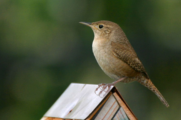 House Wren - Troglodytidae Troglodytes aedon