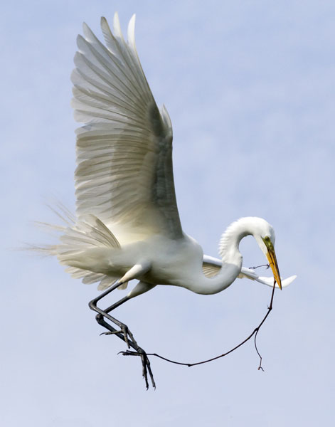 Great Egret - Ardeidae Ardea alba