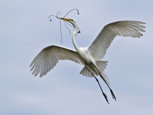 Great Egret - Ardeidae Ardea alba