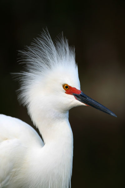 Snowy Egret - Ardeidae Egretta thula