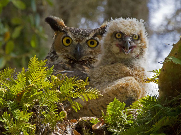 Great Horned Owl - Strigidae Bubo virginianus
