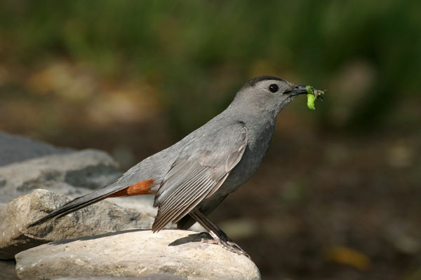 Gray Catbird - Mimidae Dumetella carolinensis