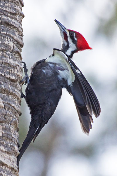 Pileated Woodpecker - Picidae Dryocopus pileatus