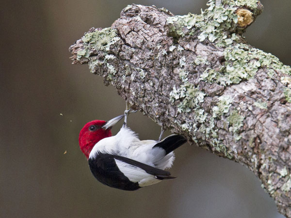 Red Headed Woodpecker - Picidae Melanerpes erythrocephalus