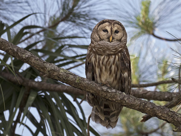 Barred Owl - Strigidae Strix varia