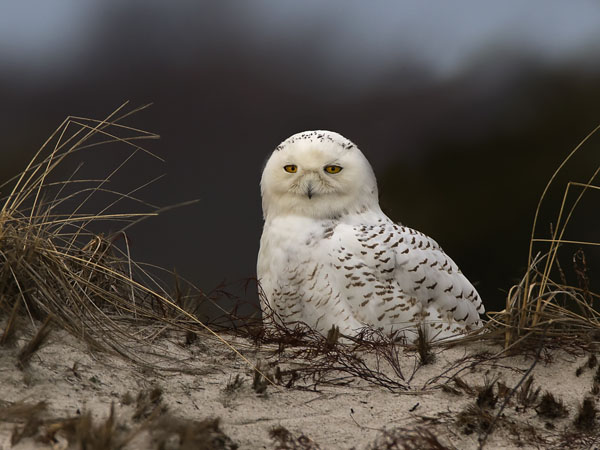 Snowy Owl - Strigidae Nyctea Scandiaca