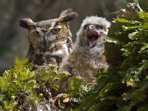 Great Horned Owl - Strigidae Bubo Virginianus