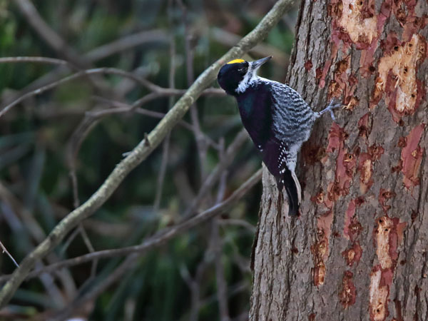 Black Backed Woodpecker - Picidae Picoides arcticus