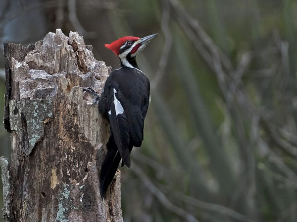 Pileated Woodpecker - Picidae Campephilus principalis